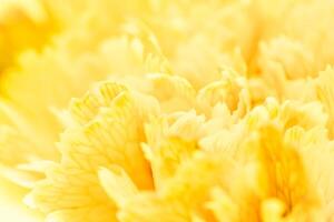Abstract floral background, yellow carnation flower petals. Macro flowers backdrop for holiday brand design photo