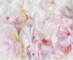 White pink peony petals. Soft focus. Abstract floral background for holiday design photo