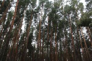 A broken tree in the forest in the summer season. Timber Harvesting photo