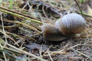 Grape snail on grass ground close-up photo