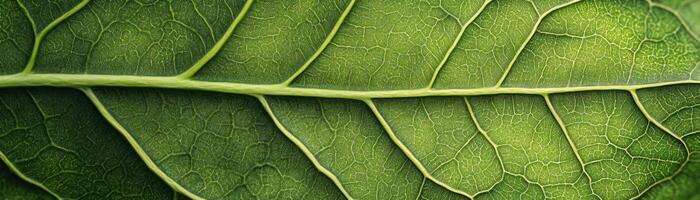 Close-up View of a Green Leaf's Veins and Texture. photo
