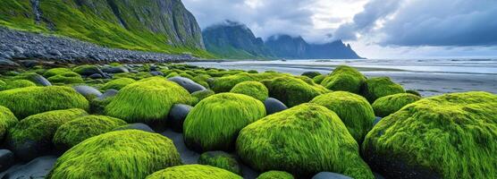 Lush Green Moss Covered Rocks on a Sandy Beach with Mountainous Backdrop photo
