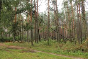 A fallen tree in the forest. Rotten trees in the forest. Fallen Tree photo