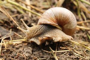 Grape snail on grass ground close-up summer time photo