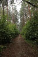 A forest path between the trees for pedestrians and cyclists photo