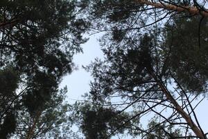 the gap between the branches of trees against the background of a blue sky photo
