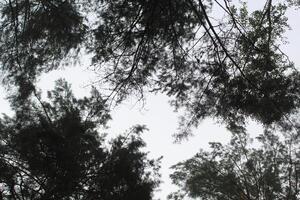 The gap between the branches of trees in the forest, park, view from below. The paradox of tree shyness photo