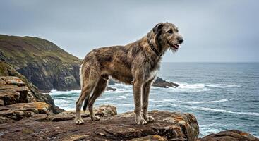 A dog standing on a rock overlooking the ocean photo