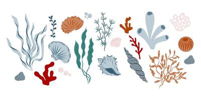 Set of seashells, algae, seaweeds, corals, different shapes and colors, hand drawn ocean life vector