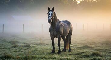 A horse standing in a field of grass photo