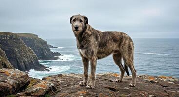 A dog standing on a rocky cliff overlooking the ocean photo
