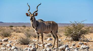 A kudu stands in the middle of a desert photo