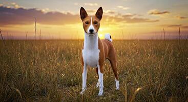 A dog standing in a field photo
