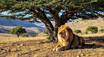 A lion is sitting under a tree photo