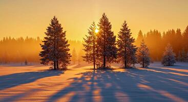 Sunrise over snow covered trees in winter photo