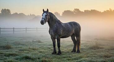 A horse standing in a field with foggy morning photo