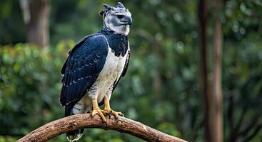 A large bird perched on a branch in the woods photo