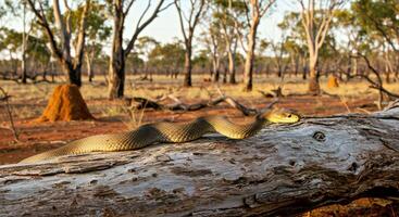 A large snake on a log in the middle of a field photo
