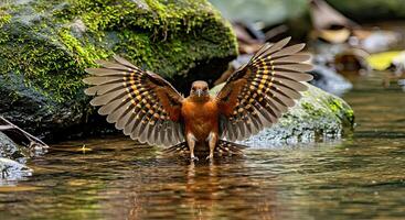 A bird with its wings spread photo