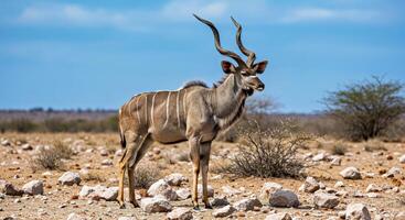 A kudu standing in the desert with rocks and bushes photo