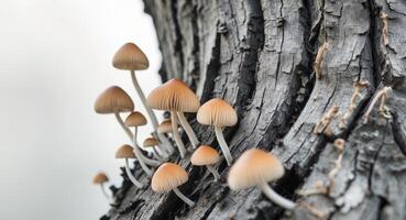 A group of mushrooms growing on a tree trunk photo