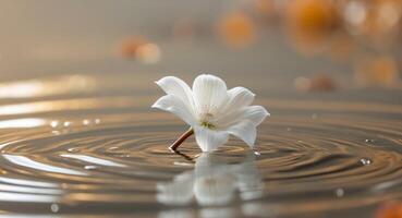 A single white flower floating in water with ripples photo