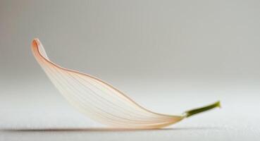 A single calla lily leaf on a white surface photo