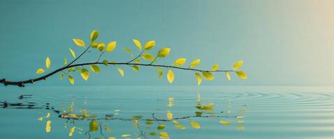 leafs branch on mirror water surface with reflection on blue background photo