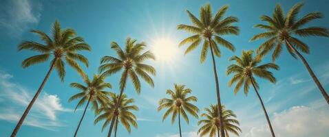 Palm trees on the beach with the sun shining through photo