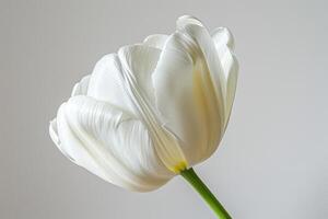 A Single White Tulip Flower Against A Neutral Background photo