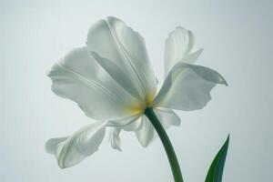 White Tulip Flower Softly Illuminated Against A Light Background photo