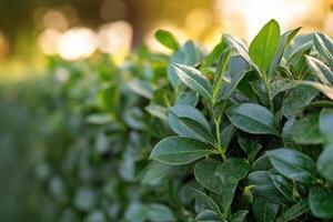 Close-up of a Person Carefully Trimming Hedges in a Garden Setting photo