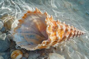 Conch Shell Resting on a Serene Beach at Sunset Perfect for Coastal Themed Artwork and Relaxation photo