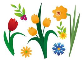 Spring flower set on white background. Decorative botanic element for spring banners and cards vector