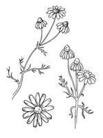 Linear chamomile drawing. Medicative herb illustration. Outline line art with details for bar or cafe menu designs, herbal tea cover. vector