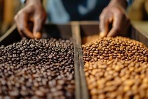 Farmers Engaged in Sorting High-Quality Arabica Coffee Beans for Export and Consumption photo