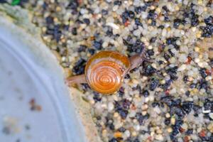 Macrophotography Tiny snail trapped in sandy soil. Small snail with spiral shell crawling. Aquatic plants background, nature, aquarium. Closeup of a snail crawling on sand. Copy Space. Negative Space photo