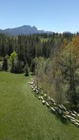 Herde von Schaf Laufen über Weiden in Wald in der Nähe von tatra Berge, Polen video