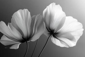 High-Resolution Black and White Closeup of Delicate Flora for Artistic and Nature Projects photo
