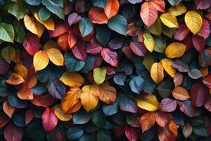 Stunning Autumn Leaves Background Perfect for Seasonal Designs and Art Projects photo