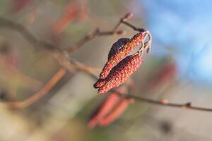 catkins - red alder catkins, close up view photo