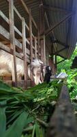 a goat is laying on the ground in a wooden house photo