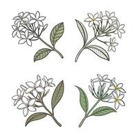set of Jasmin illustration, set of Jasmin vector