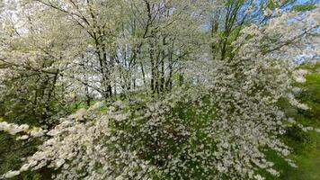 Smooth FPV flight through blooming trees with white flowers in spring video