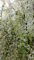 Smooth FPV flight through blooming trees with white flowers in spring video