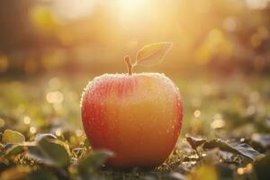 Stunning Apple in Sunlight Captured in Raw Style for High-Quality Image Usage photo