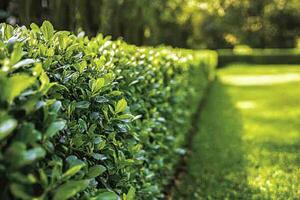 Close Up of a Person Trimming Hedges in a Garden for Landscaping Projects photo