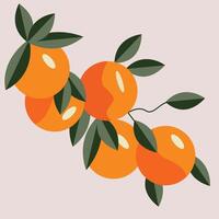 A beautiful illustration of fresh orange fruits hanging on a branch with green leaves. The oranges are bright and vibrant, representing freshness and juiciness. vector