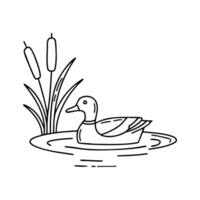 Mallard duck floating on a pond vector