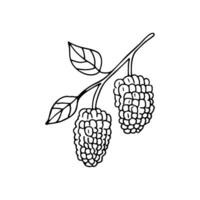 A branch of mulberries hanging low, ripe and plump vector